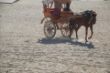 Ägypten 2010 075.JPG